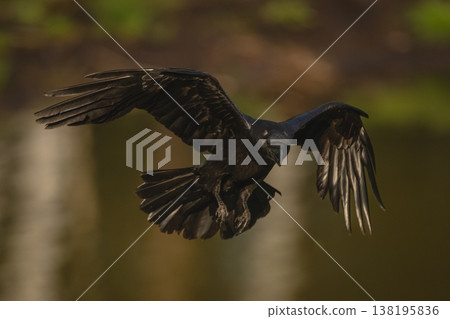 Common raven flies over pool towards camera Common raven flies over pool towards camera 138195836