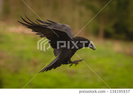 Common raven flies through clearing lifting wings 138195837