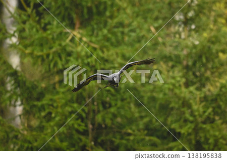 Common raven flies towards camera in rain 138195838