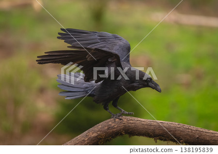 Common raven flutters wings on mossy log Common raven flutters wings on mossy log 138195839