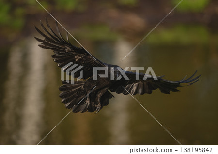 Common raven glides over lake towards camera Common raven glides over lake towards camera 138195842