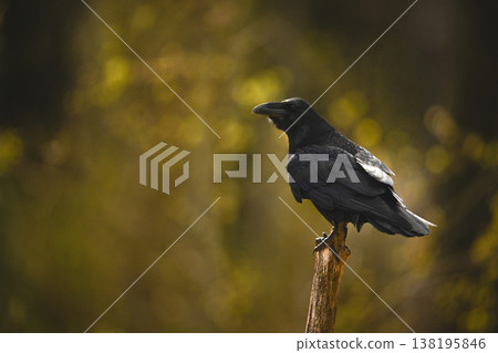 Common raven in profile on diagonal stump Common raven in profile on diagonal stump 138195846