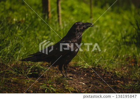 Common raven in profile on grassy bank 138195847