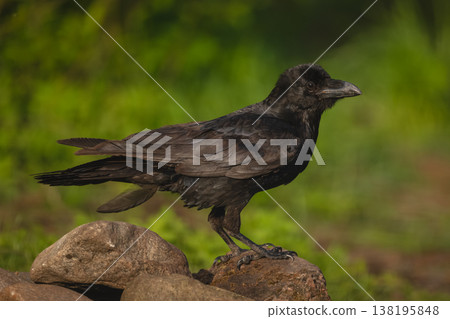 Common raven in profile on rock pile Common raven in profile on rock pile 138195848