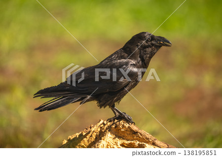 Common raven in sunshine on tree stump Common raven in sunshine on tree stump 138195851