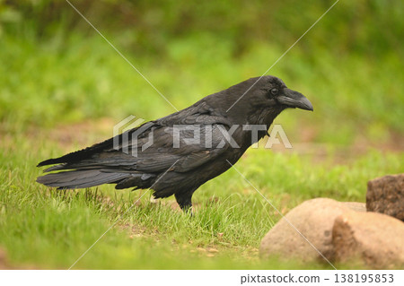 Common raven on grassy slope near rocks 138195853