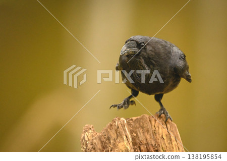 Common raven on one foot on stump 138195854
