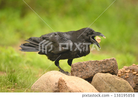 Common raven on rocks tosses up food Common raven on rocks tosses up food 138195858