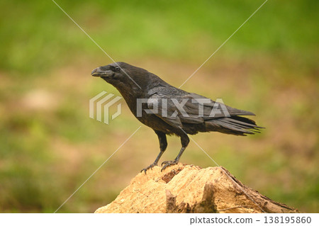 Common raven on tree stump in profile Common raven on tree stump in profile 138195860