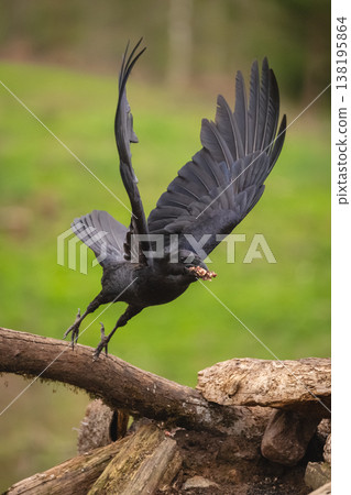 Common raven takes off from dead log 138195864