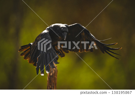 Common raven takes off from wooden post 138195867