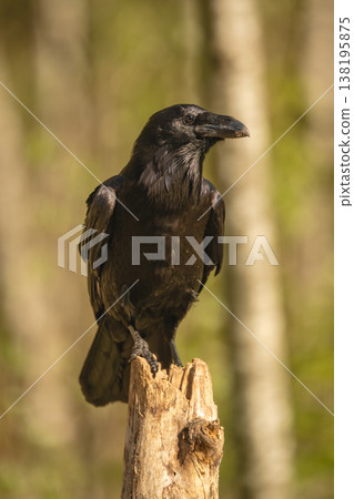 Common raven with catchlight on wooden post Common raven with catchlight on wooden post 138195875