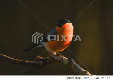 Eurasian bullfinch turns head on crooked branch Eurasian bullfinch turns head on crooked branch 138195876