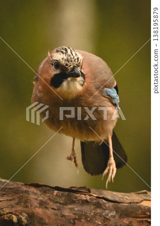 Eurasian jay jumps off log towards camera Eurasian jay jumps off log towards camera 138195879