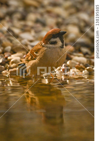 Eurasian tree sparrow in shallows by shingle 138195885
