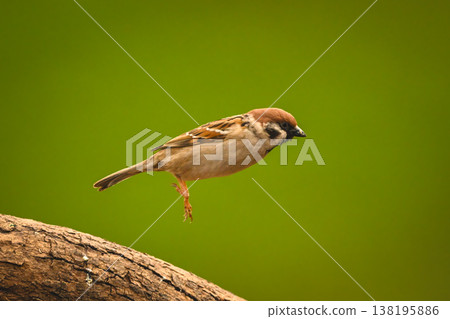Eurasian tree sparrow jumping off sloping log 138195886