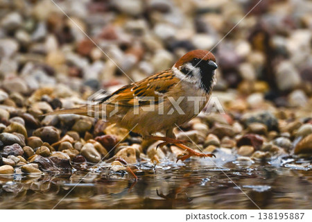 Eurasian tree sparrow jumps into stony pool 138195887