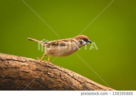 Eurasian tree sparrow jumps off sloping log 138195888