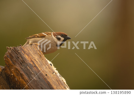Eurasian tree sparrow leans out from log 138195890