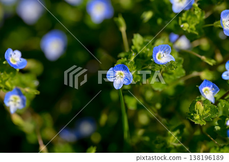 波斯Speedwell 波斯Speedwell 138196189