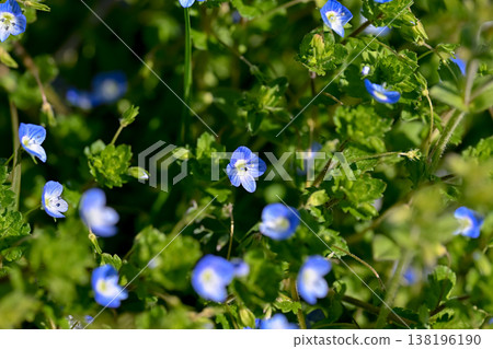 Persian speedwell Persian speedwell 138196190
