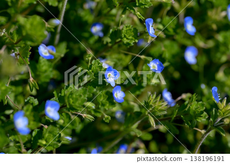 波斯Speedwell 138196191