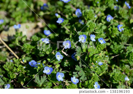 Persian speedwell Persian speedwell 138196193