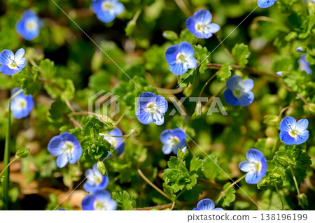Persian speedwell Persian speedwell 138196199
