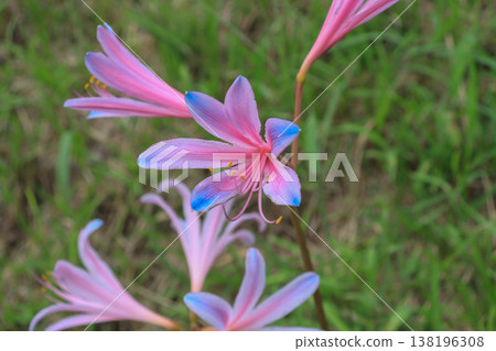 perennial bulbous plant pink flowered daffodils perennial bulbous plant pink flowered daffodils 138196308