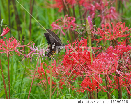 Red spider lily blooming on the roadside and swallowtail butterfly sucking honey 138196318