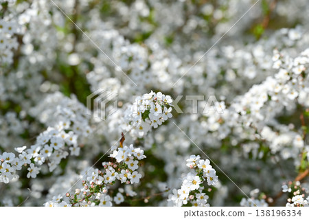 Willow flower 138196334