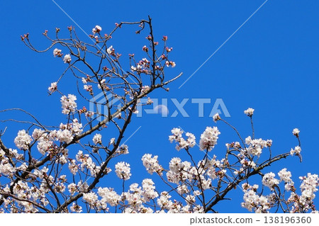 櫻花和月亮在藍天閃耀 櫻花和月亮在藍天閃耀 138196360