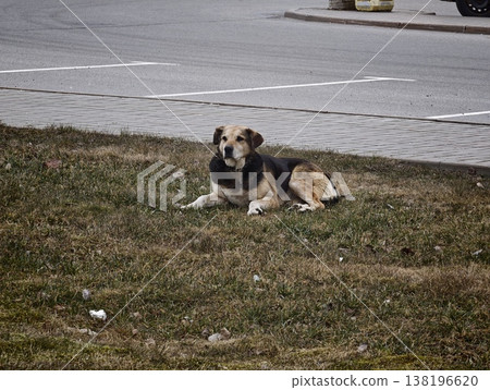 Dog rests on grass near a parking area on a cloudy day in a town Dog rests on grass near a parking area on a cloudy day in a town 138196620