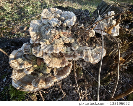 Large cluster of shelf fungi grows on a tree stump in a forest during the day 138196632