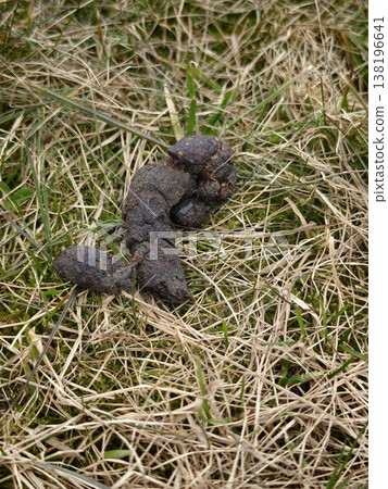Animal droppings on grass in a natural setting during daylight hours Animal droppings on grass in a natural setting during daylight hours 138196641
