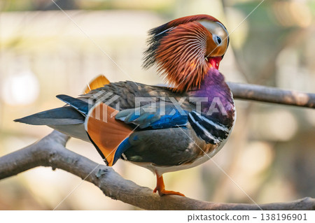 Exotic Mandarin Duck displaying its stunning colorful plumage while resting on a wooden branch outdoors Exotic Mandarin Duck displaying its stunning colorful plumage while resting on a wooden branch outdoors 138196901