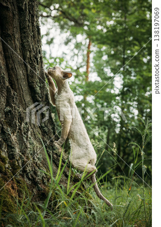 White Devon Rex Cat Standing on Hind Legs by Moss Covered Tree 138197069