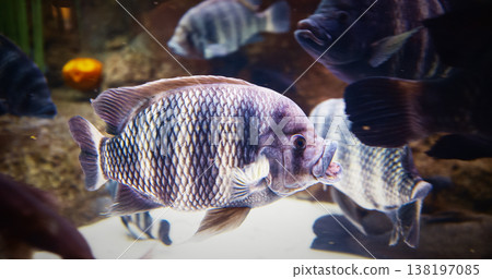 Heterotilapia Swimming In Aquarium, Close-up Side View. Genus Of Cichlid Fish. Heterotilapia Fishes Float In Zoo Aquarium. Fish With Distinctive Dark-and-light Banded Pattern Heterotilapia Swimming In Aquarium, Close-up Side View. Genus Of Cichlid Fish. Heterotilapia Fishes Float In Zoo Aquarium. Fish With Distinctive Dark-and-light Banded Pattern 138197085