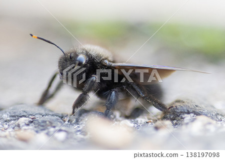 Black bee with prominent blue eye standing on ground 138197098