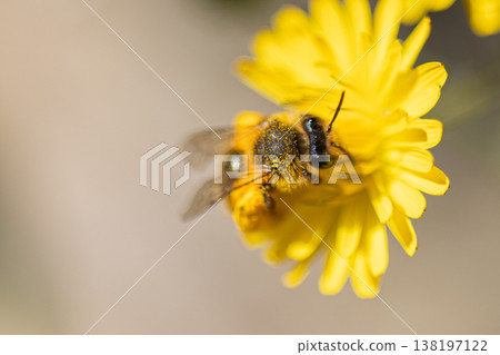 Bee covered in pollen working on yellow florets 138197122