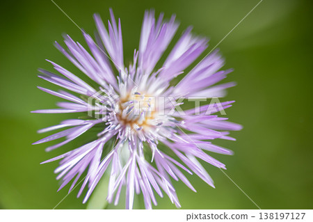 Purple thistle blooming in natural green garden 138197127