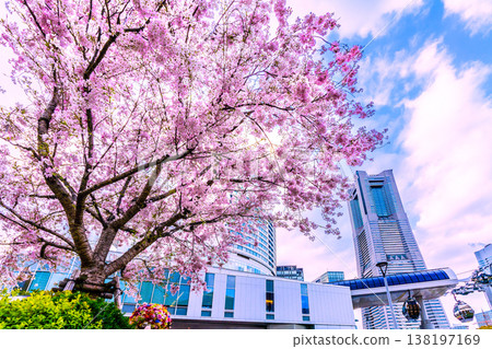 Yokohama cityscape, Japan, March 27th. View of Sakuragicho Station (Air Cabin), Yokohama Landmark Tower, and cherry blossoms in full bloom. 138197169
