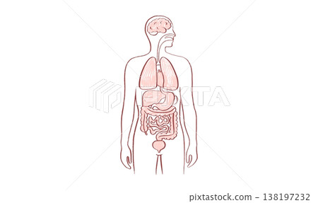 Internal Organs Sketch 138197232