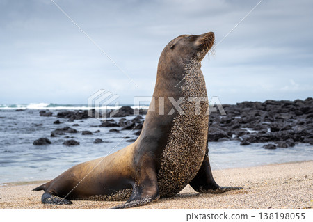 Sea Lion Posing on Playa Loberia Beach Sea Lion Posing on Playa Loberia Beach 138198055