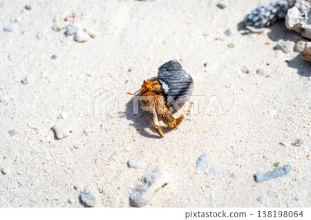 Hermit crab on a white sand beach in Maupiti, French Polynesia Hermit crab on a white sand beach in Maupiti, French Polynesia 138198064