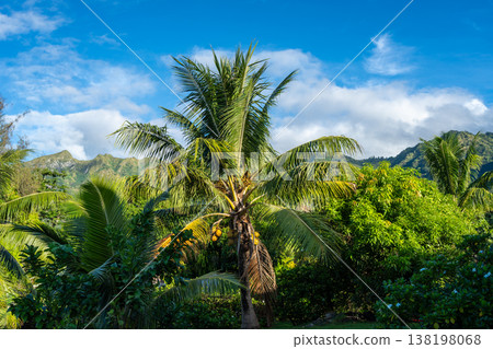 Tropical greenery and coconut trees in Nuku Hiva, Marquesas Islands, French Polynesia Tropical greenery and coconut trees in Nuku Hiva, Marquesas Islands, French Polynesia 138198068