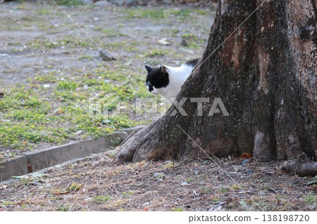 A cat emerges from behind a tree A cat emerges from behind a tree 138198720