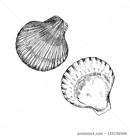 Vector illustration of two scallop shells in black line art. Detailed engraving style with fine contours. Ideal for marine themes, logos, packaging, prints, or coastal design projects 138198996