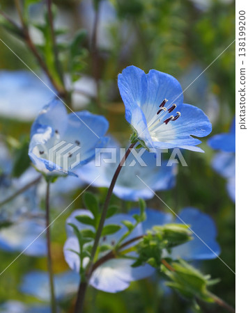 春季景象:粉蝶花 春季景象:粉蝶花 138199200