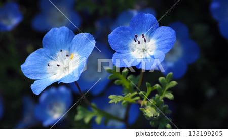 春季景象:粉蝶花 春季景象:粉蝶花 138199205